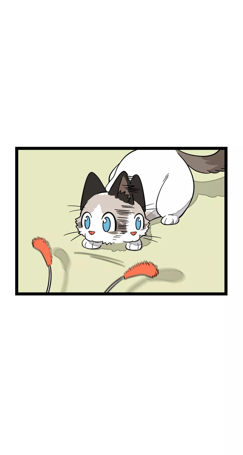 周一至周末 - 第11话 一只特立独行的猫 - 第8张图