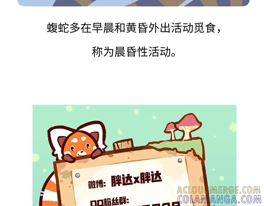 《胖达x胖达》第251话 第31页