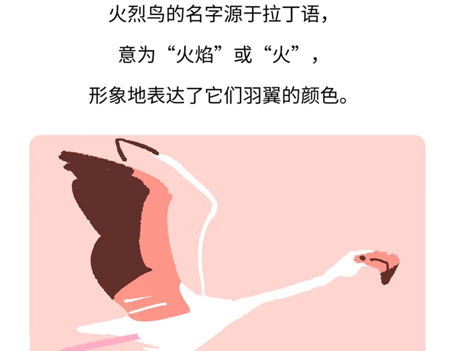 《胖达x胖达》第264话 第30页